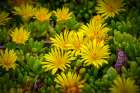 USA-Colorado-Fort Collins. Flowering African succulent flowers. Art Print